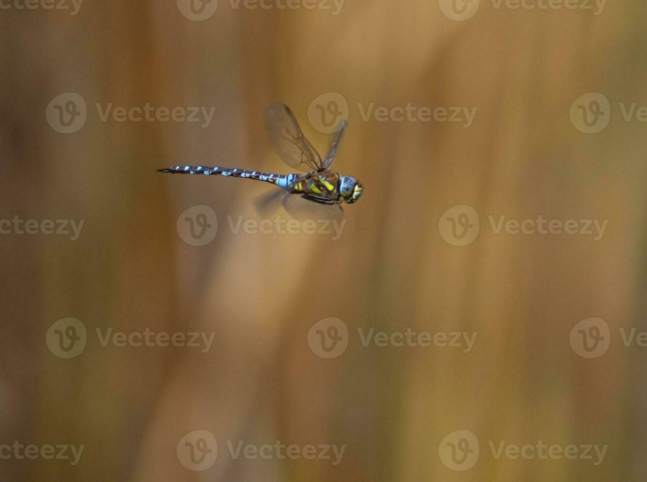 Close up on a dragonfly flying in nature photo