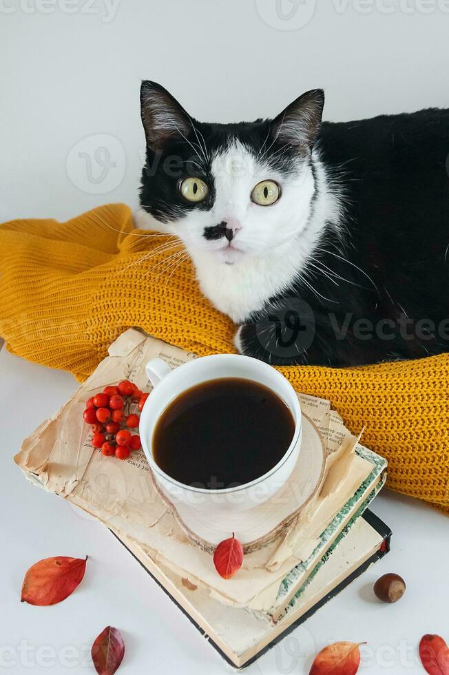 Cozy autumn concept. Cat on yellow scarf. Home warm in cold weather. Still life. Yellow scarf, cat, coffee, mountain ash and old books. Can used for social networks, web banners, postcards. photo