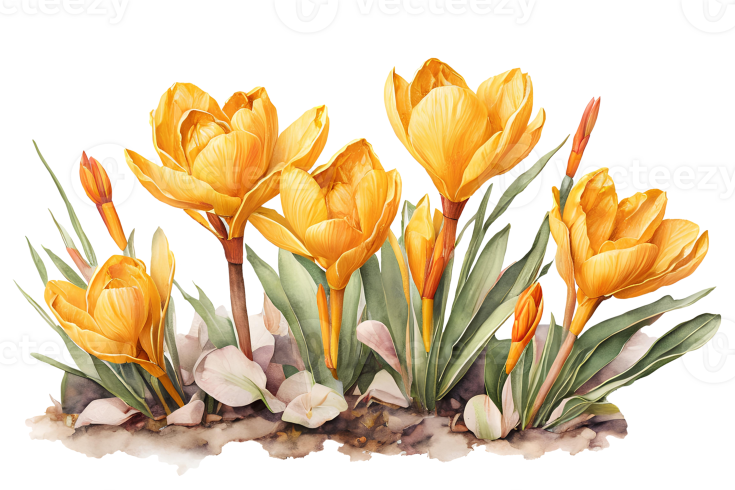 Elegant watercolor spring yellow crocus flowers. Floral botanical illustration. AI generative png