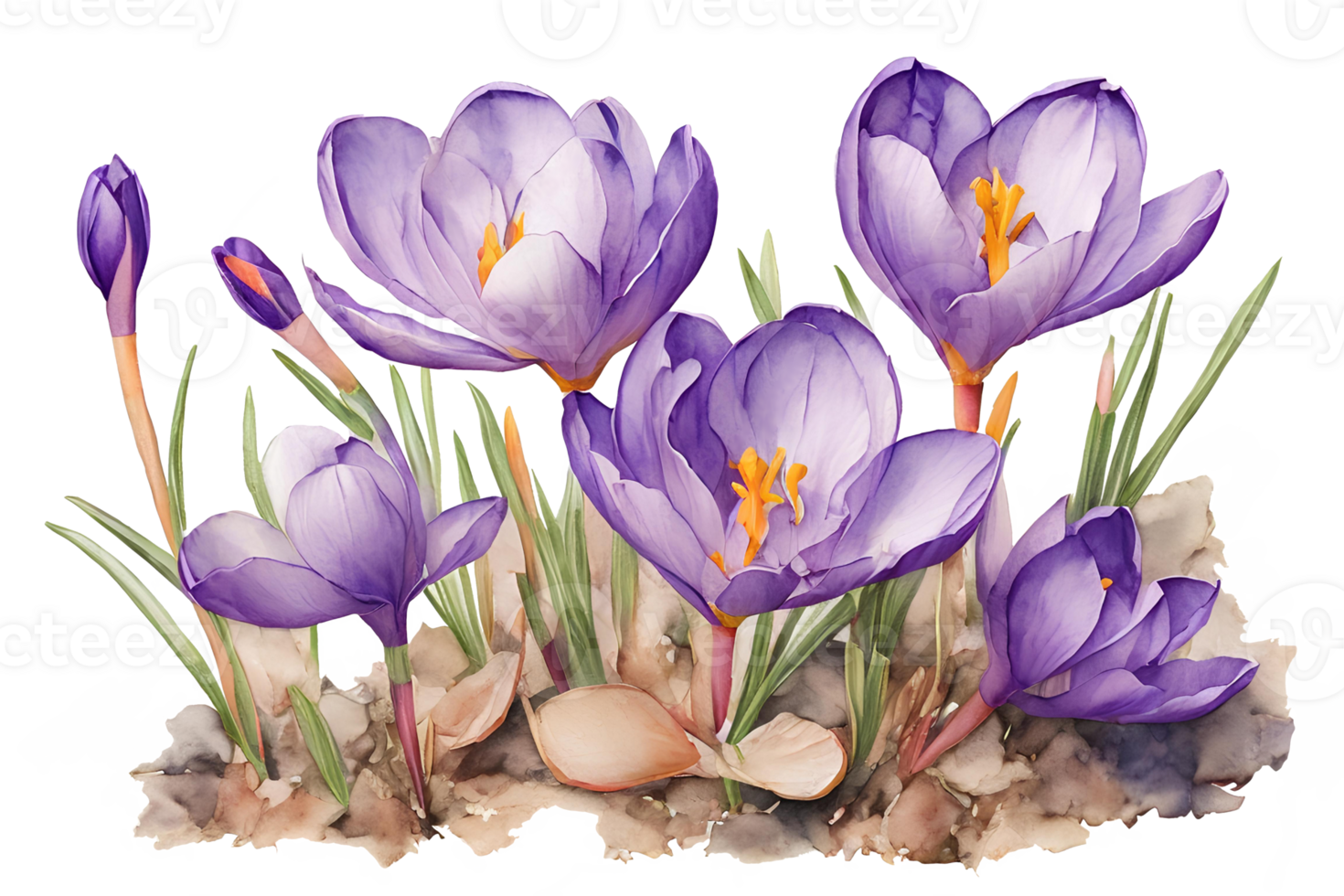 Elegant watercolor spring crocus flowers. Floral botanical illustration. AI generative png