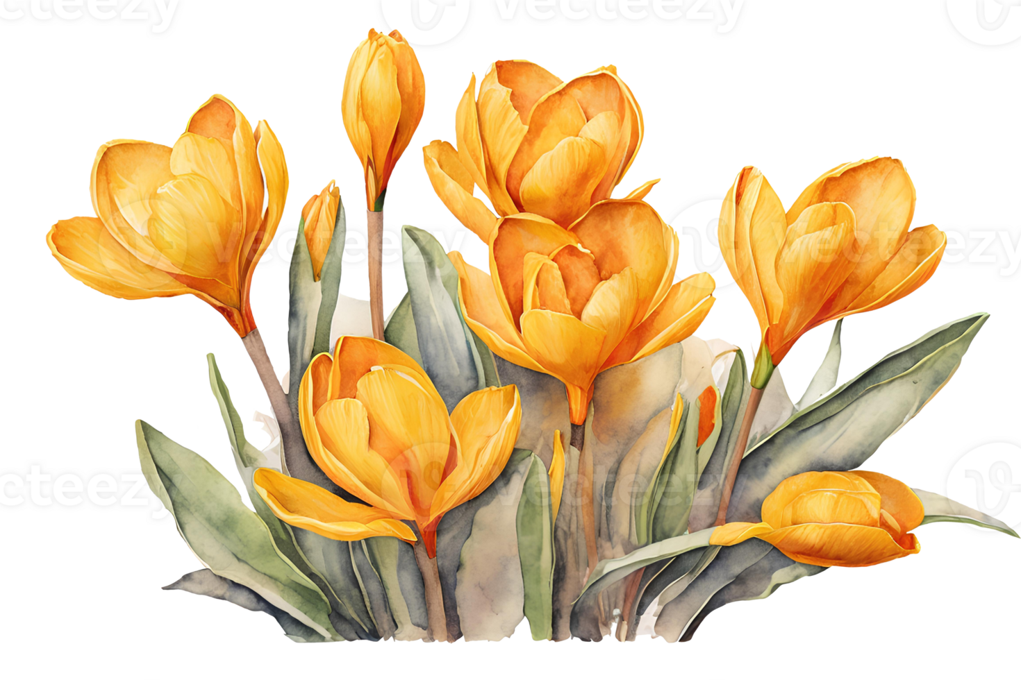 Elegant watercolor spring yellow crocus flowers. Floral botanical illustration. AI generative png
