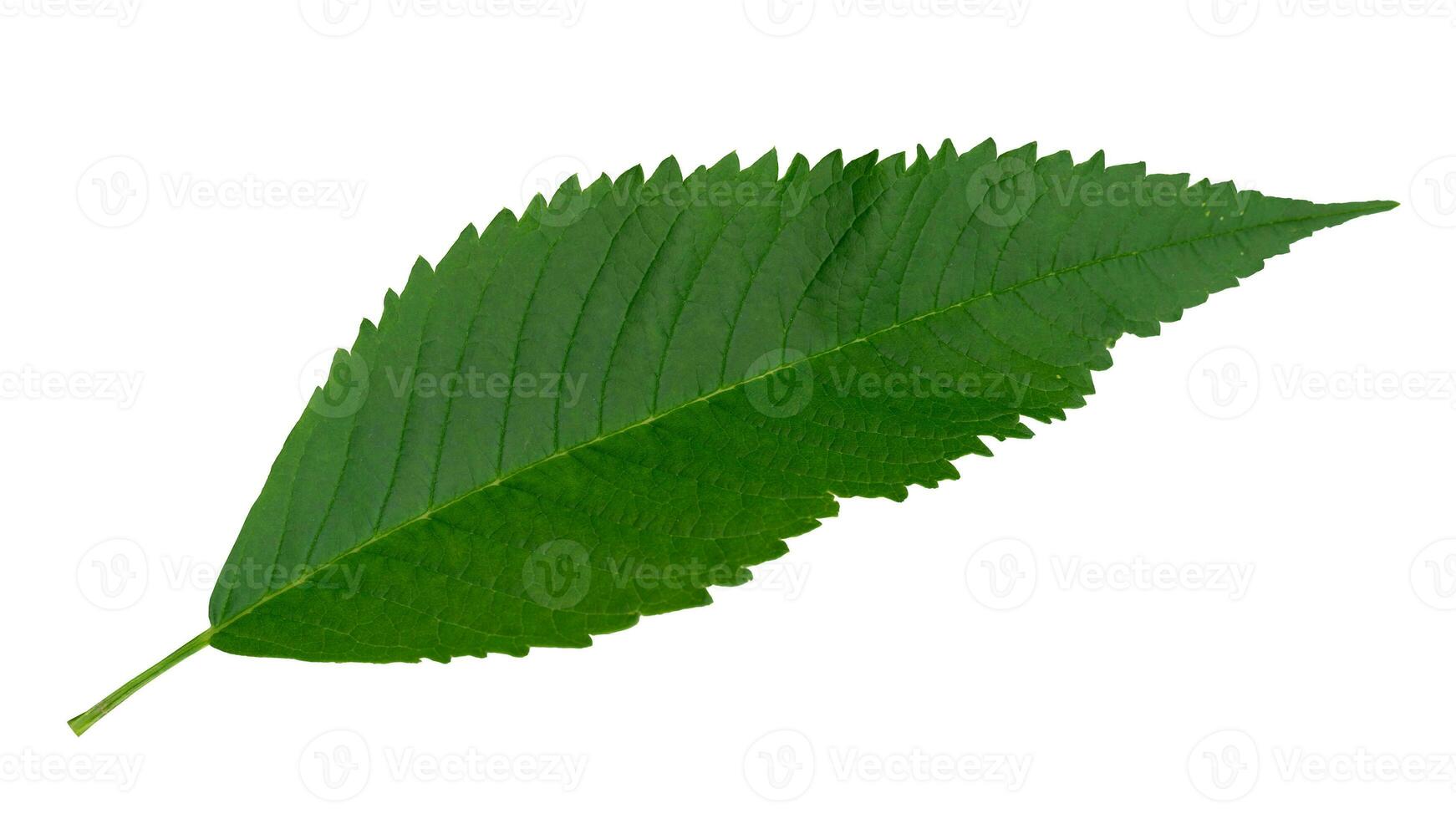 Leaves of Tongurai tree or Yellow elder. Isolated white background with clipping path. photo