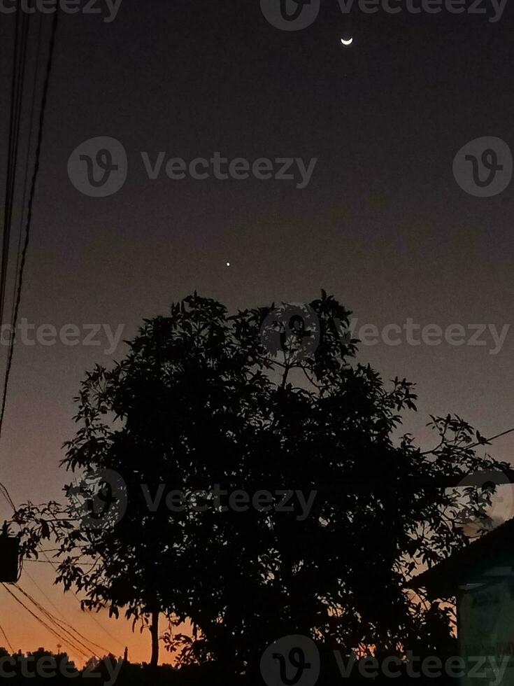 Moonscape and tree silhouettes photo