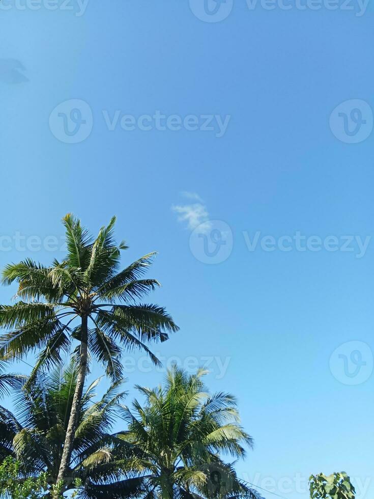 Coco arboles con hermosa nubes en el pueblo foto