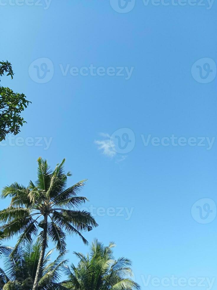 Coconut trees with beautiful clouds in the village photo