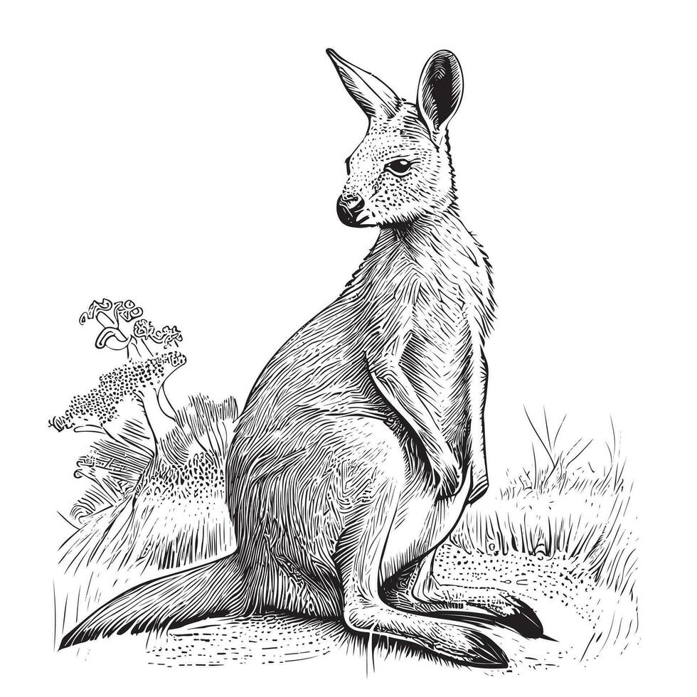 Kangaroo hand drawn sketch Vector illustration