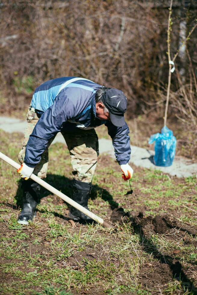 A man is planting a young tree. The farmer is digging the ground with a shovel for a small seedling. The concept of protection of the environment and ecology photo