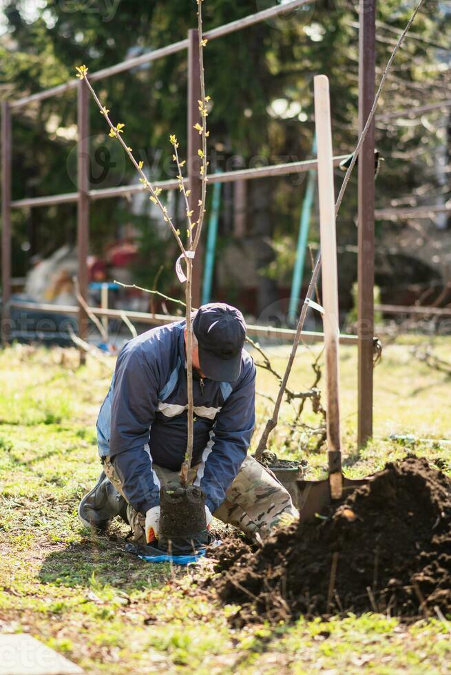 A man plants a young fruit tree. The farmer unpacks a new seedling and puts it in the ground. The concept of environmental protection and ecology photo