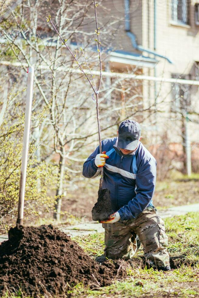 A man plants a young fruit tree. The farmer unpacks a new seedling and puts it in the ground. The concept of environmental protection and ecology photo