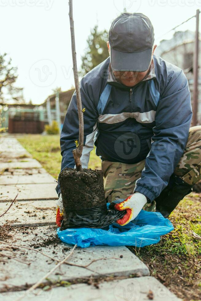 A man plants a young fruit tree. The farmer unpacks a new seedling and puts it in the ground. The concept of environmental protection and ecology photo