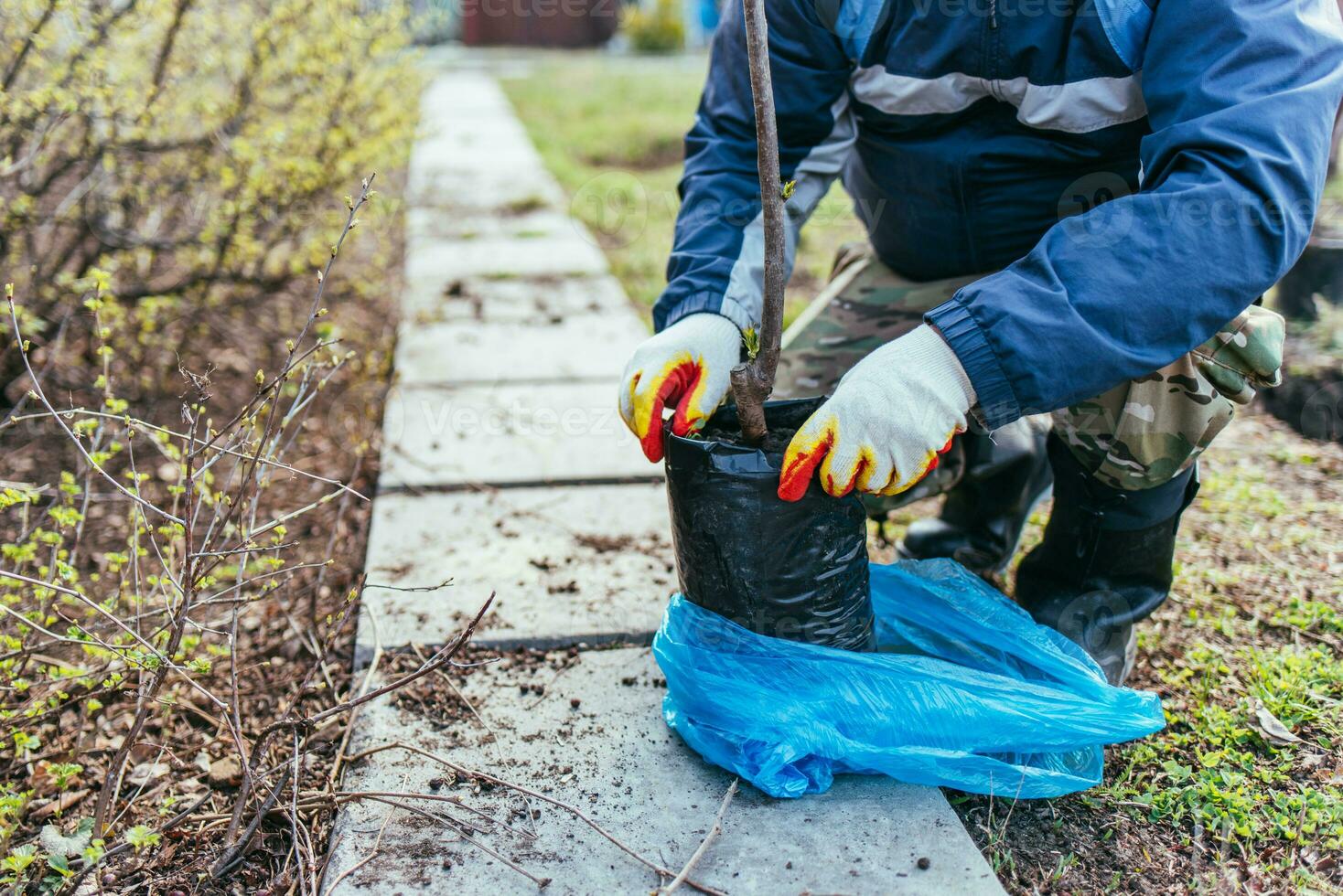 un hombre plantas un joven Fruta árbol. el granjero desempaqueta un nuevo planta de semillero y pone eso en el suelo. el concepto de ambiental proteccion y ecología foto