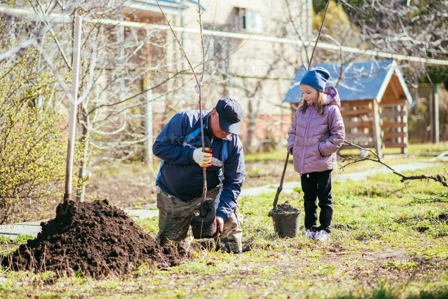 A father and his daughter are planting a fruit tree photo