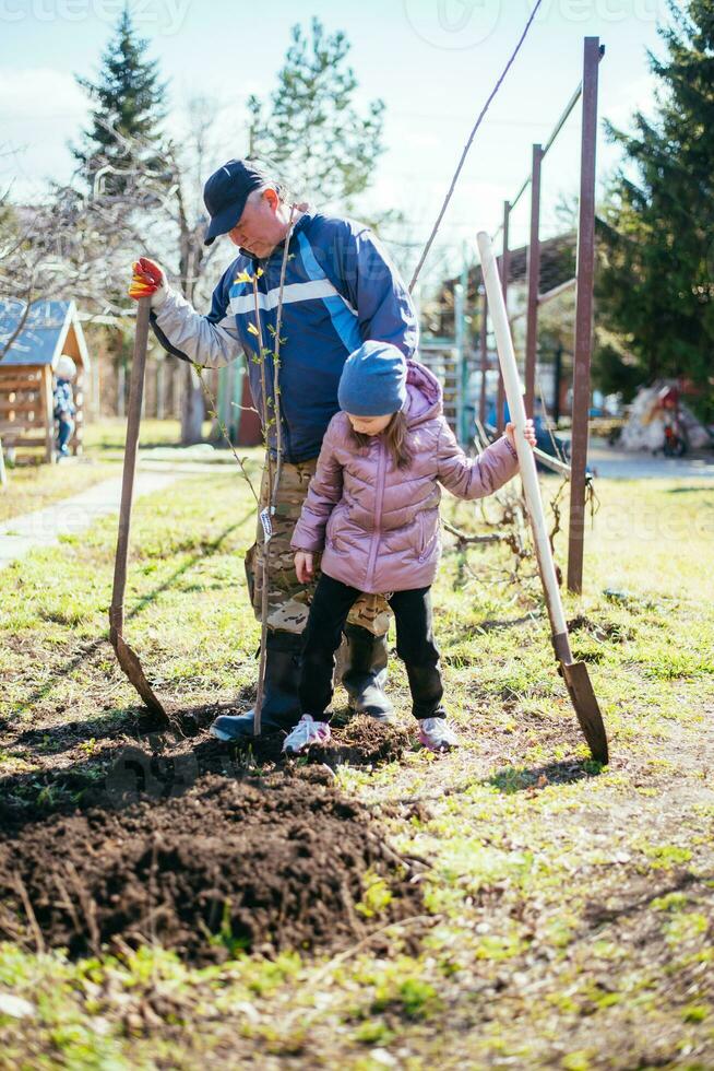 Father teaching his daughter how to plant a new tree in spring photo