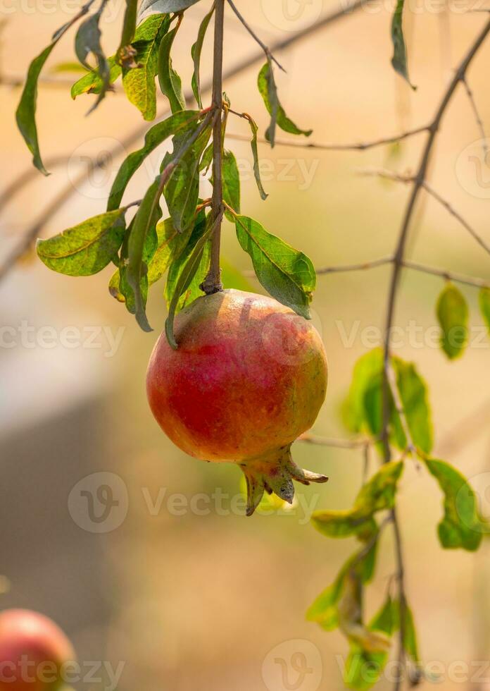 uno granada crudo colgando árbol foto