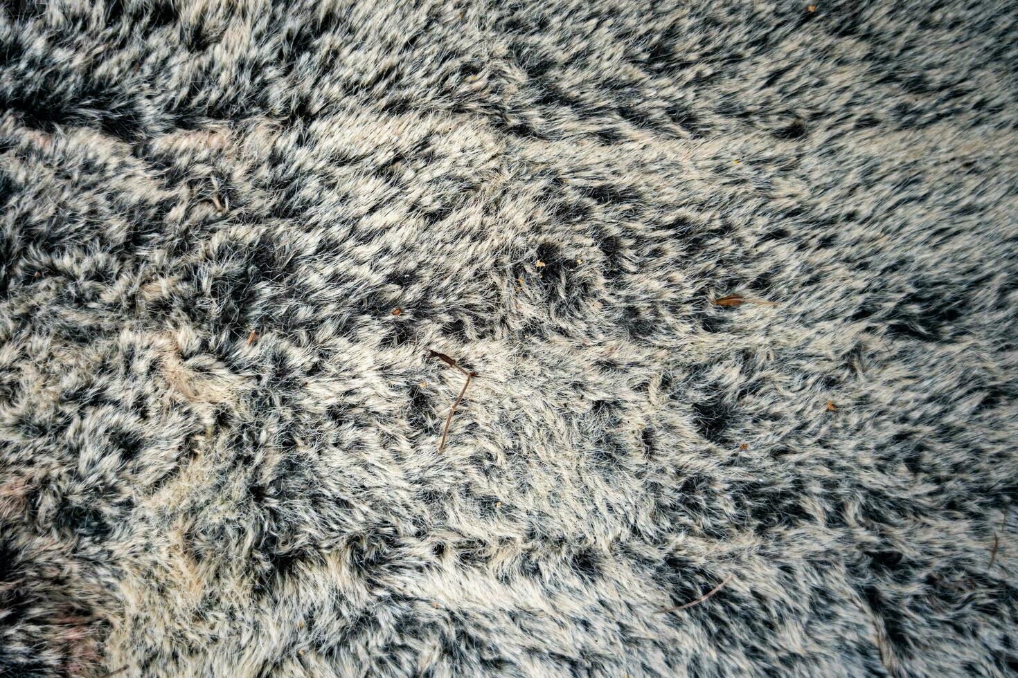 A fuzzy grey carpet background. Texture for the background photo