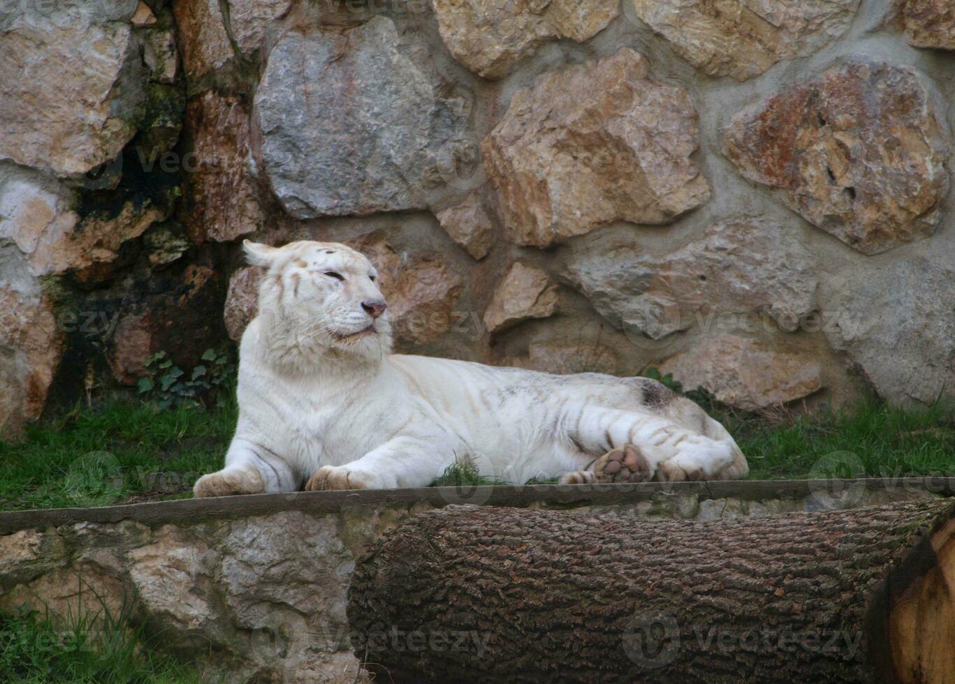 White tigress lying down photo