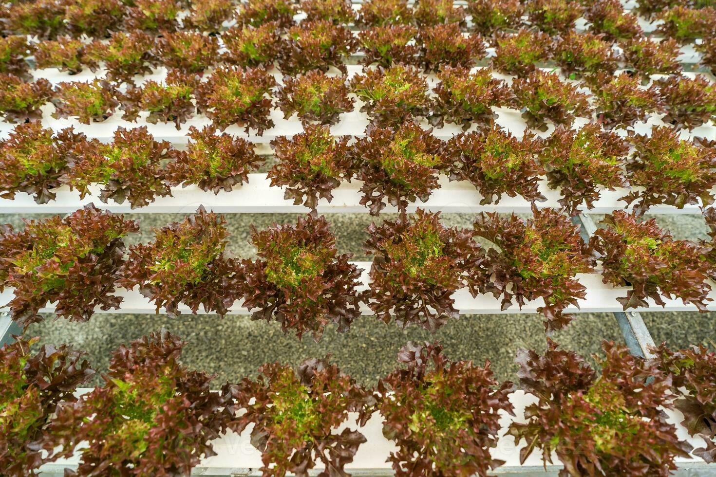 Hydroponic farming system, organic hydroponic vegetable garden in greenhouse. photo