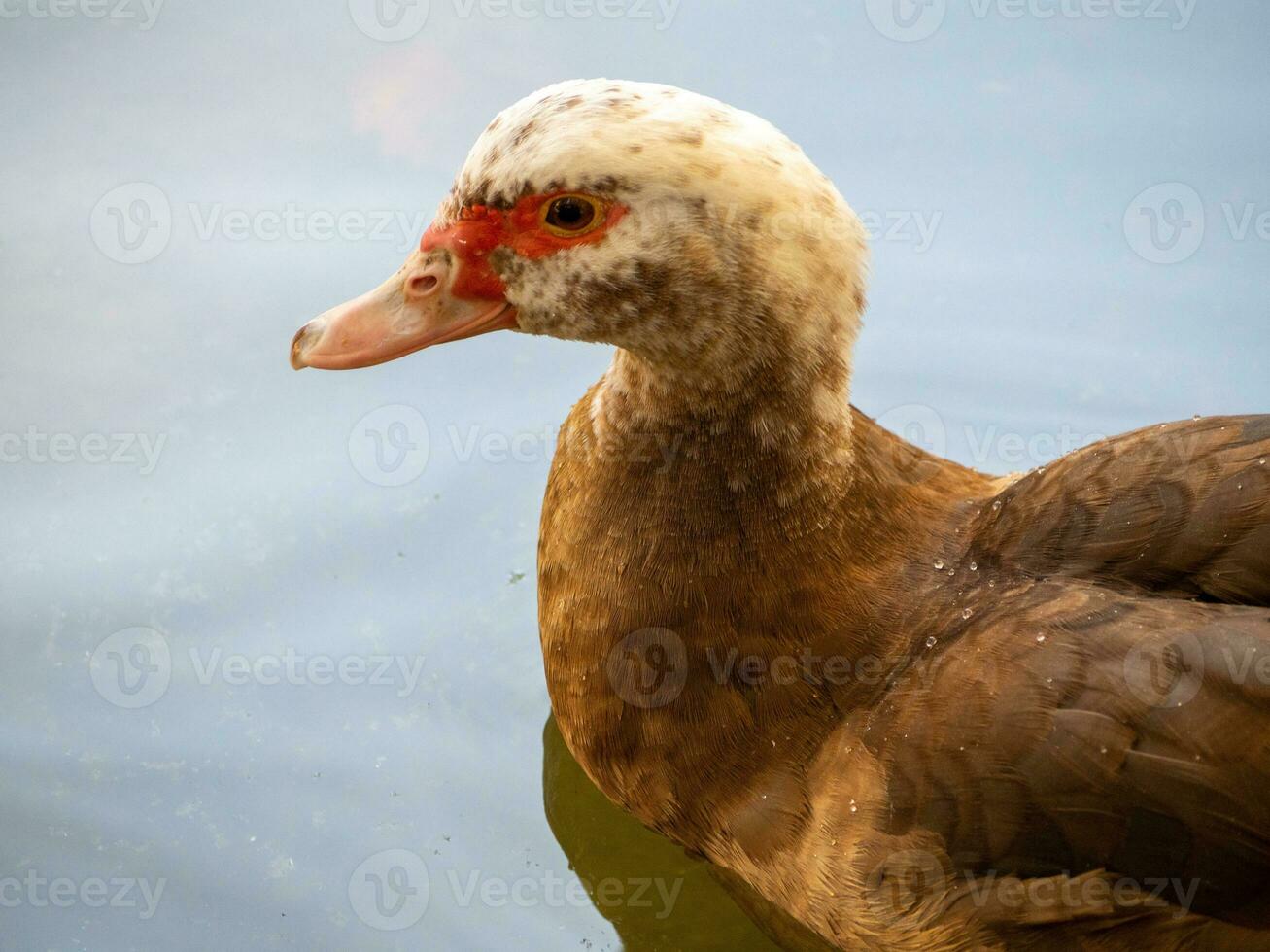 Duck with white head and red eye outlines and brown feathers photo