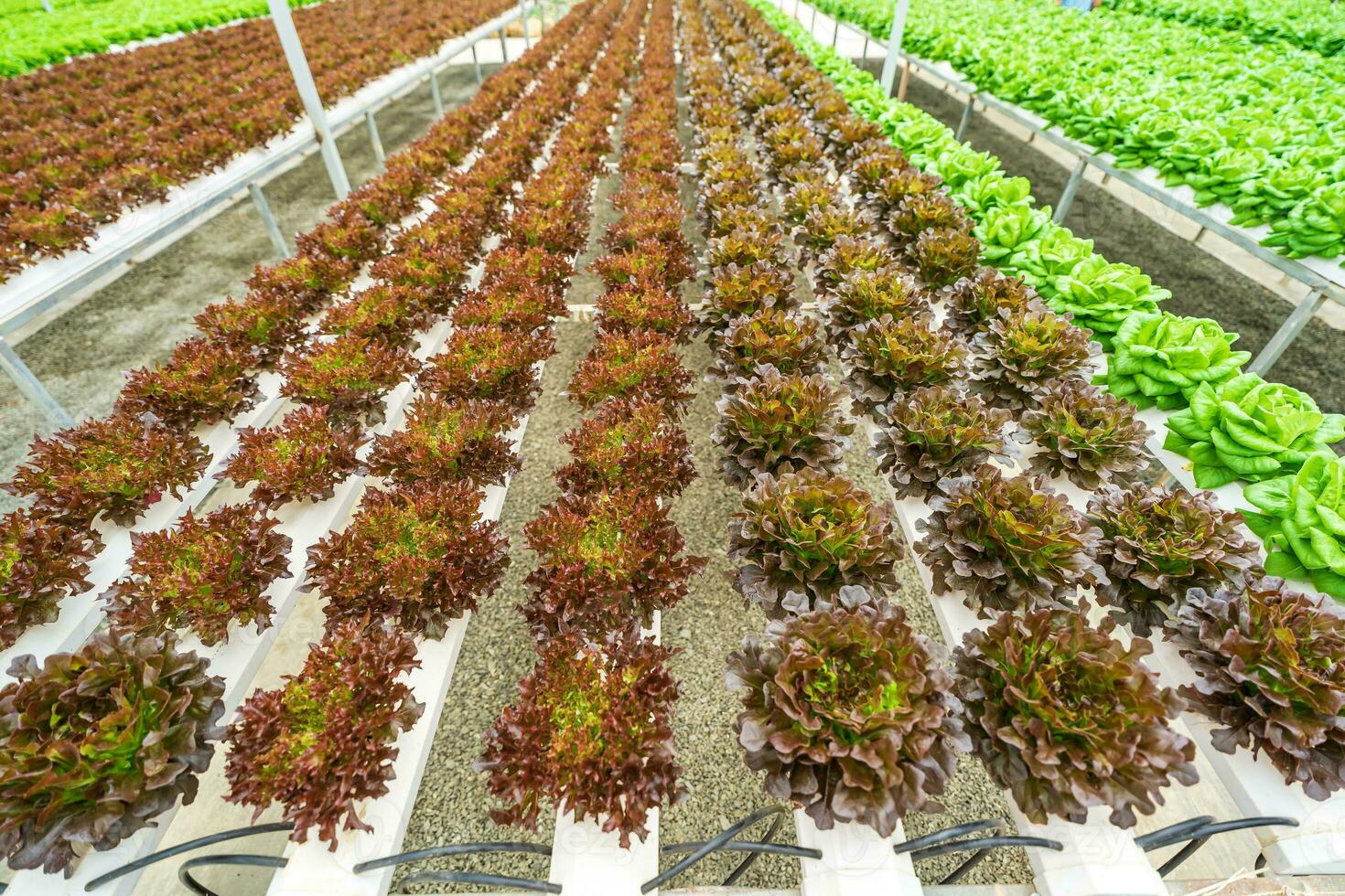 Hydroponic farming system, organic hydroponic vegetable garden in greenhouse. photo