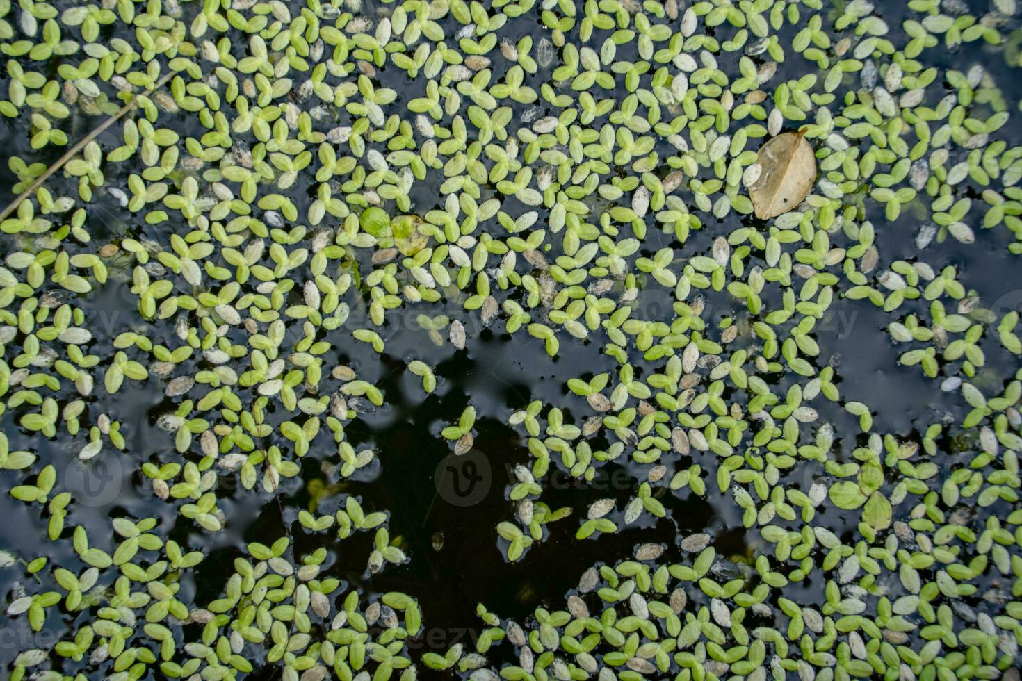 Natural Green Duckweed on the water for background or texture. close up. photo