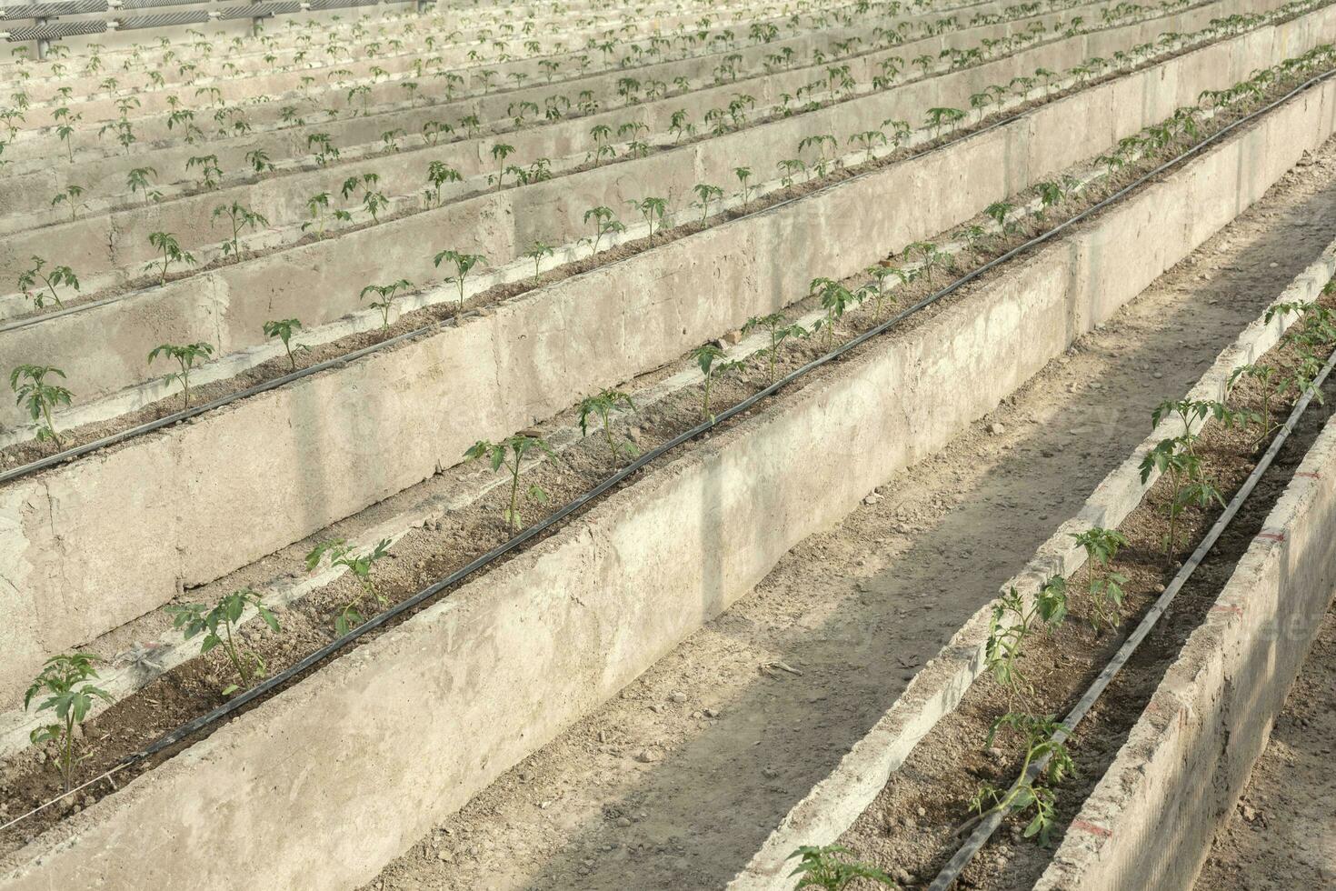 Rows of young tomato plants in a greenhouse photo