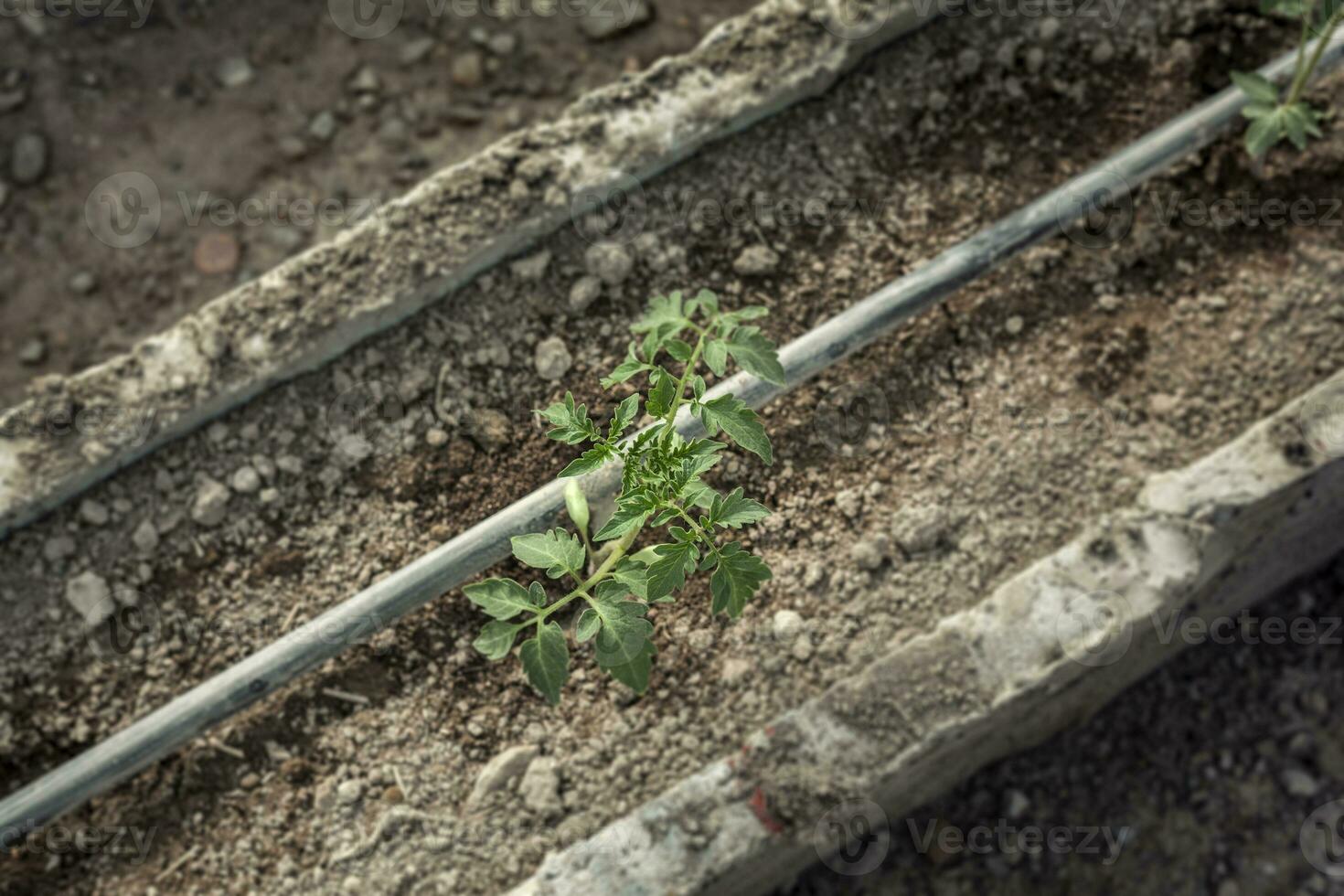 Rows of young tomato plants in a greenhouse photo