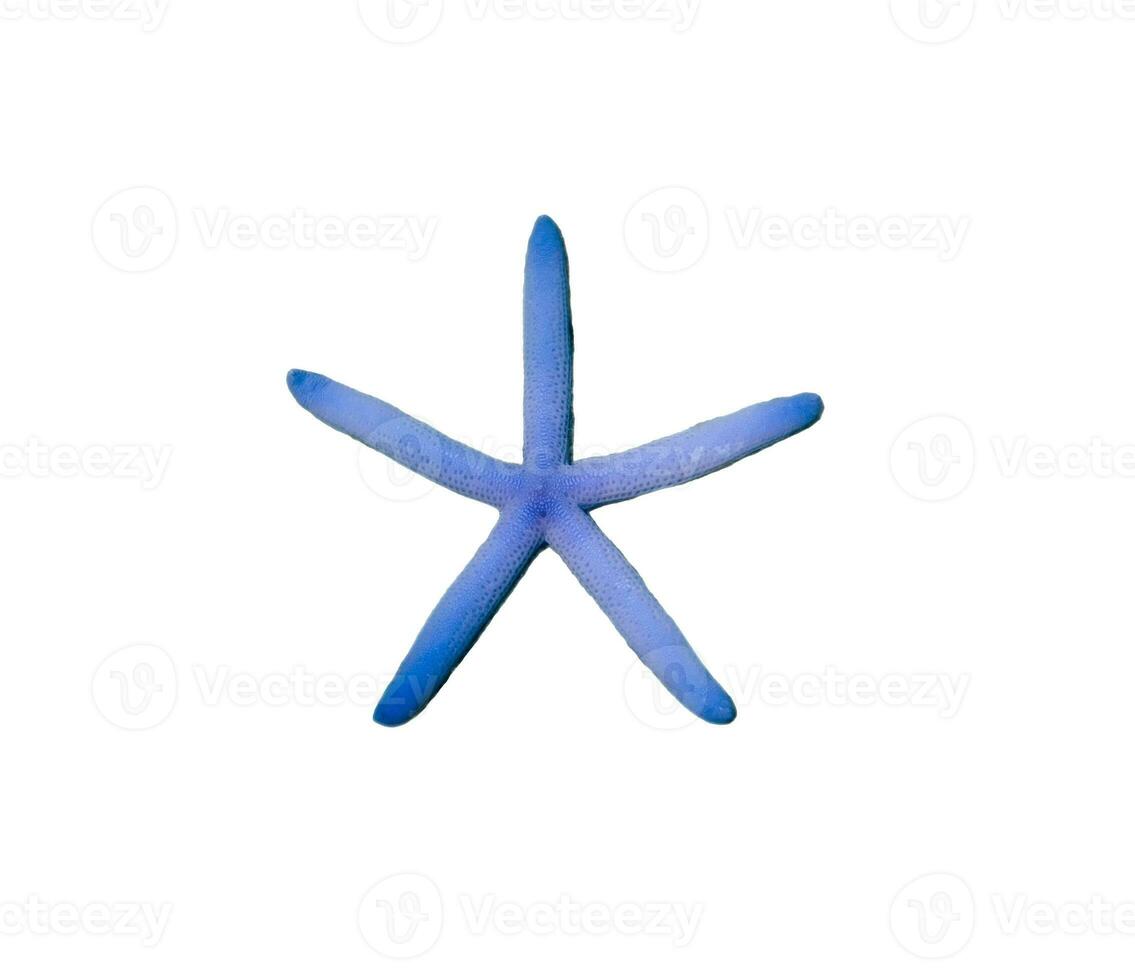 Starfish blue color five radial photo