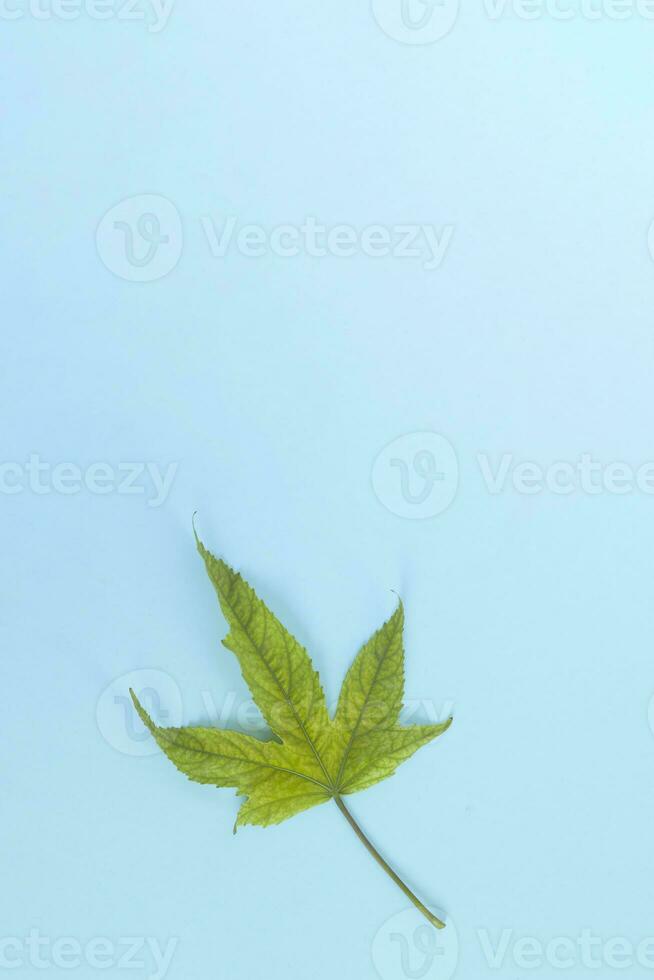 Cannabis plant, weed leaf on blue background photo