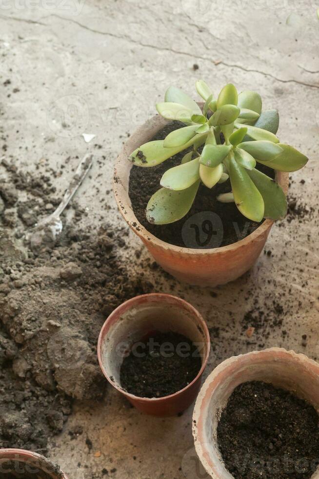 Female planting home plants. Young middle eastern woman planting flower in the pot. Girl gardening. House wife transplanting plant into a new pot photo