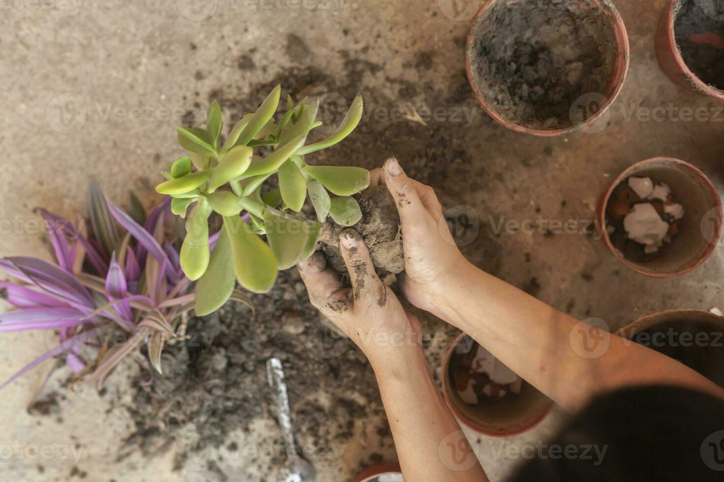 Female planting home plants. Young middle eastern woman planting flower in the pot. Girl gardening. House wife transplanting plant into a new pot photo