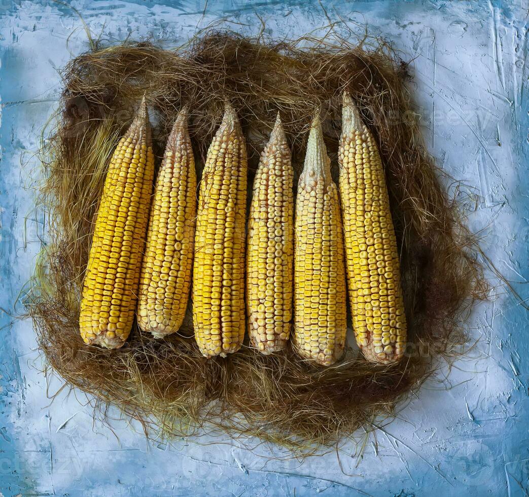 Sweet corns on bright background photo