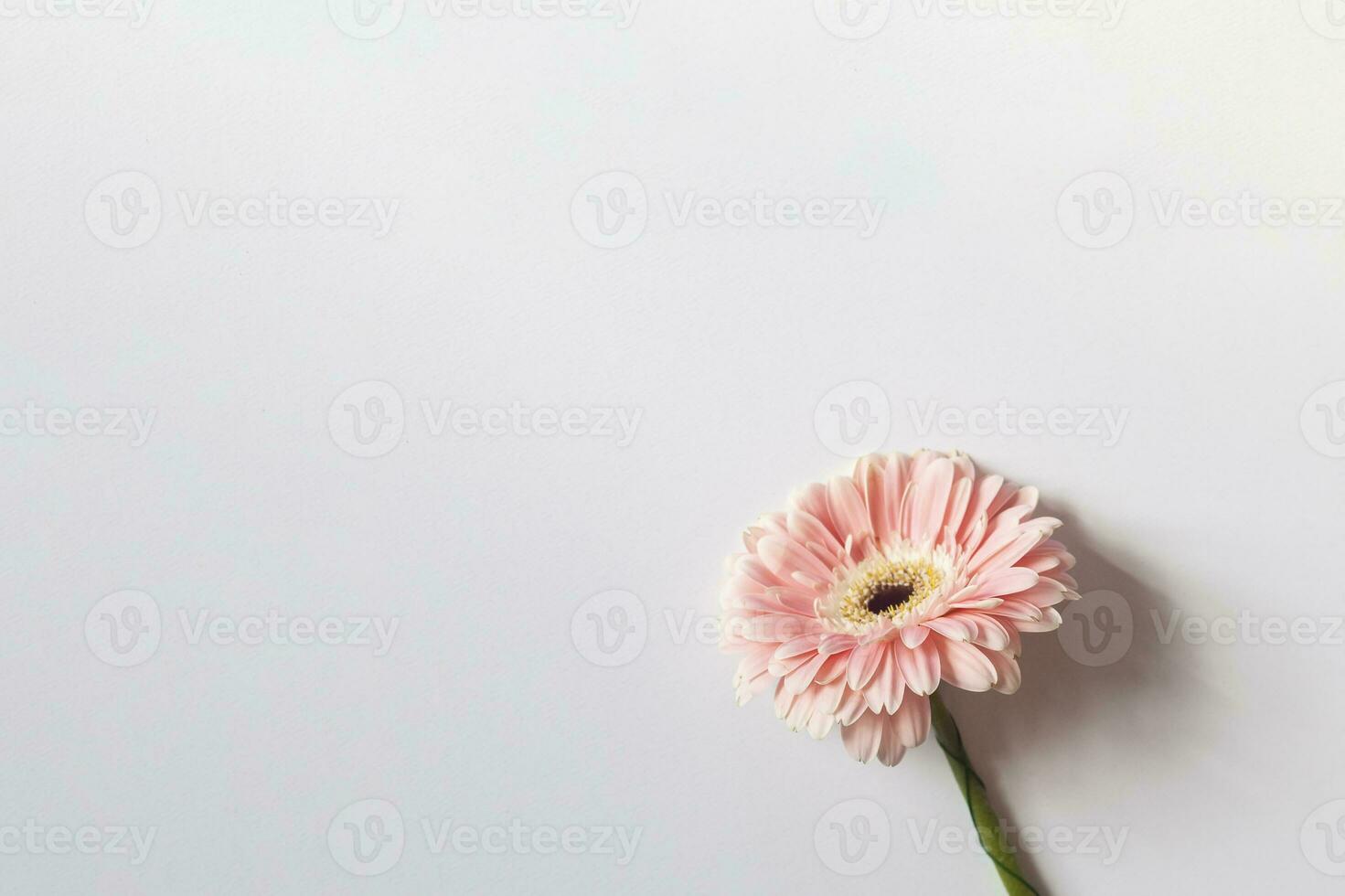 Single daisy flower photo