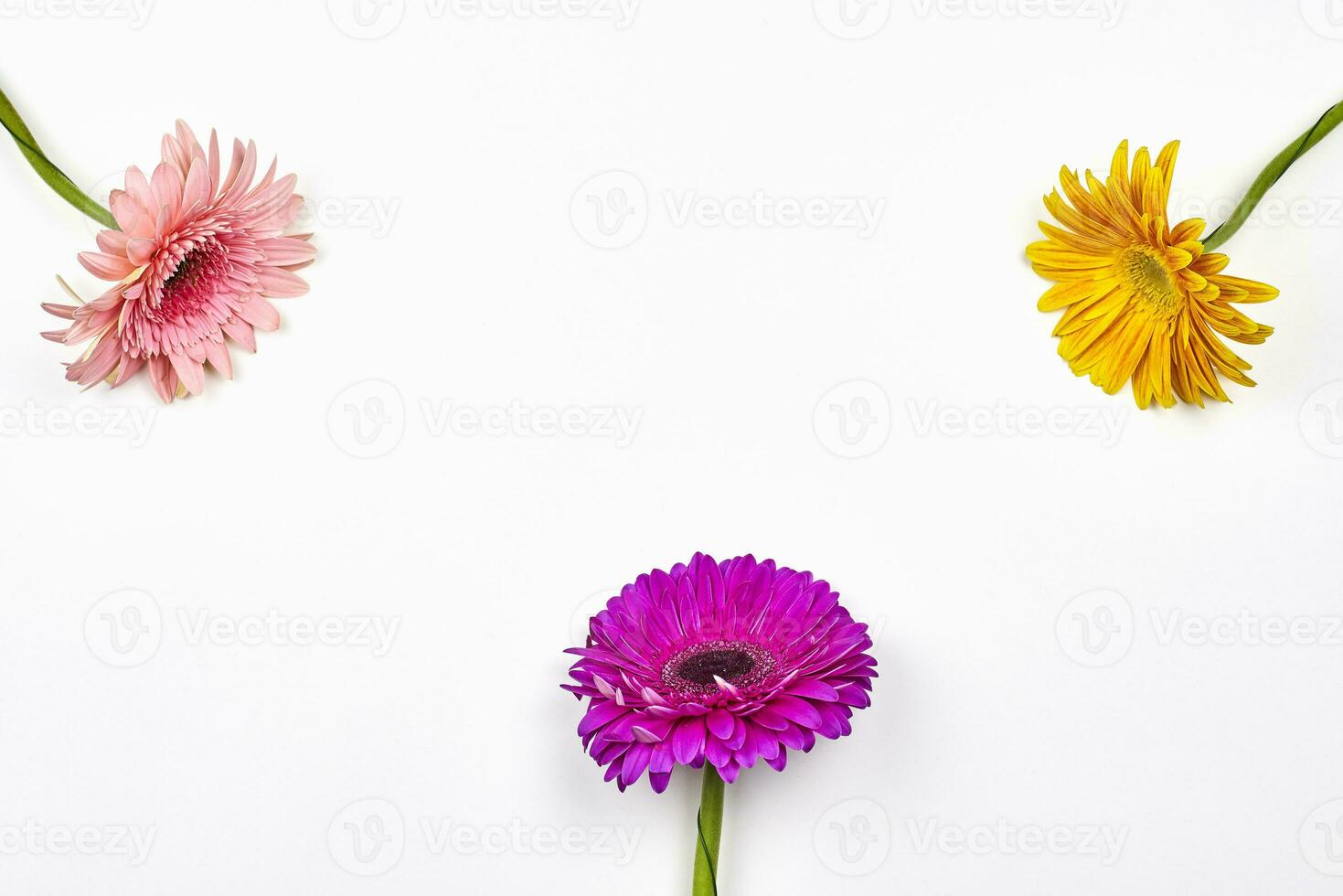 Colorful and fresh spring flowers photo