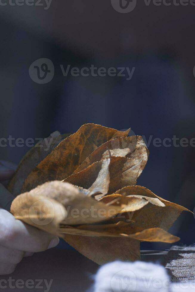 Hand holds a pile of fall leaves photo
