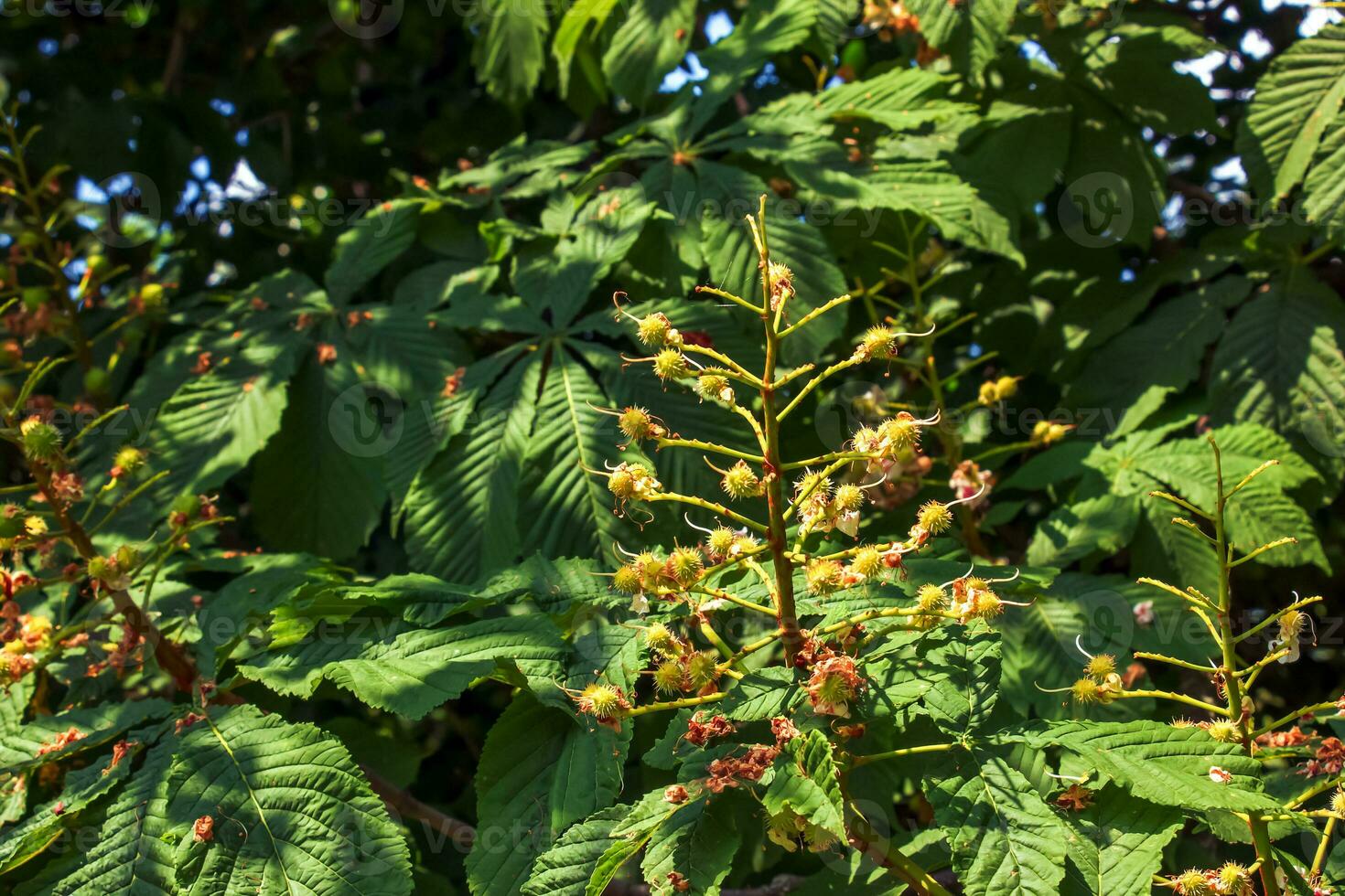 Aesculus hippocastanum horse chestnut fruit on a tree in May. photo