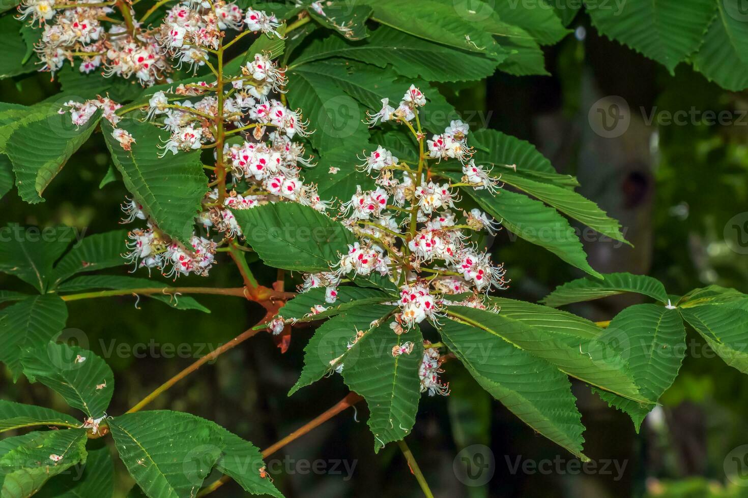 Aesculus hippocastanum horse chestnut flowers on a tree in May. photo