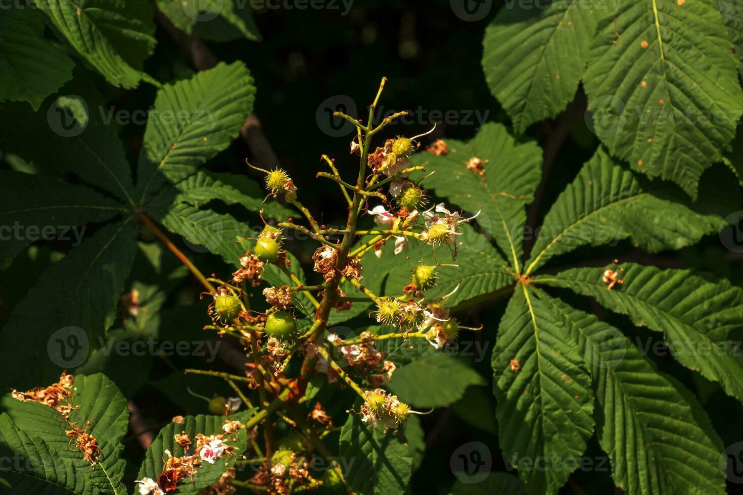 Aesculus hippocastanum horse chestnut fruit on a tree in May. photo