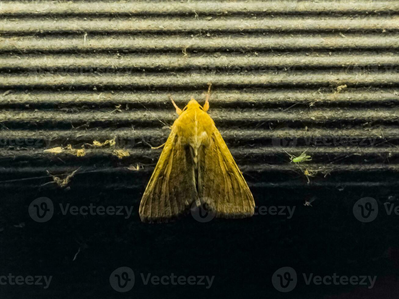 de cerca de maíz gusano polilla o helicoverpa Zea en contra un brillante lámpara en el noche. foto