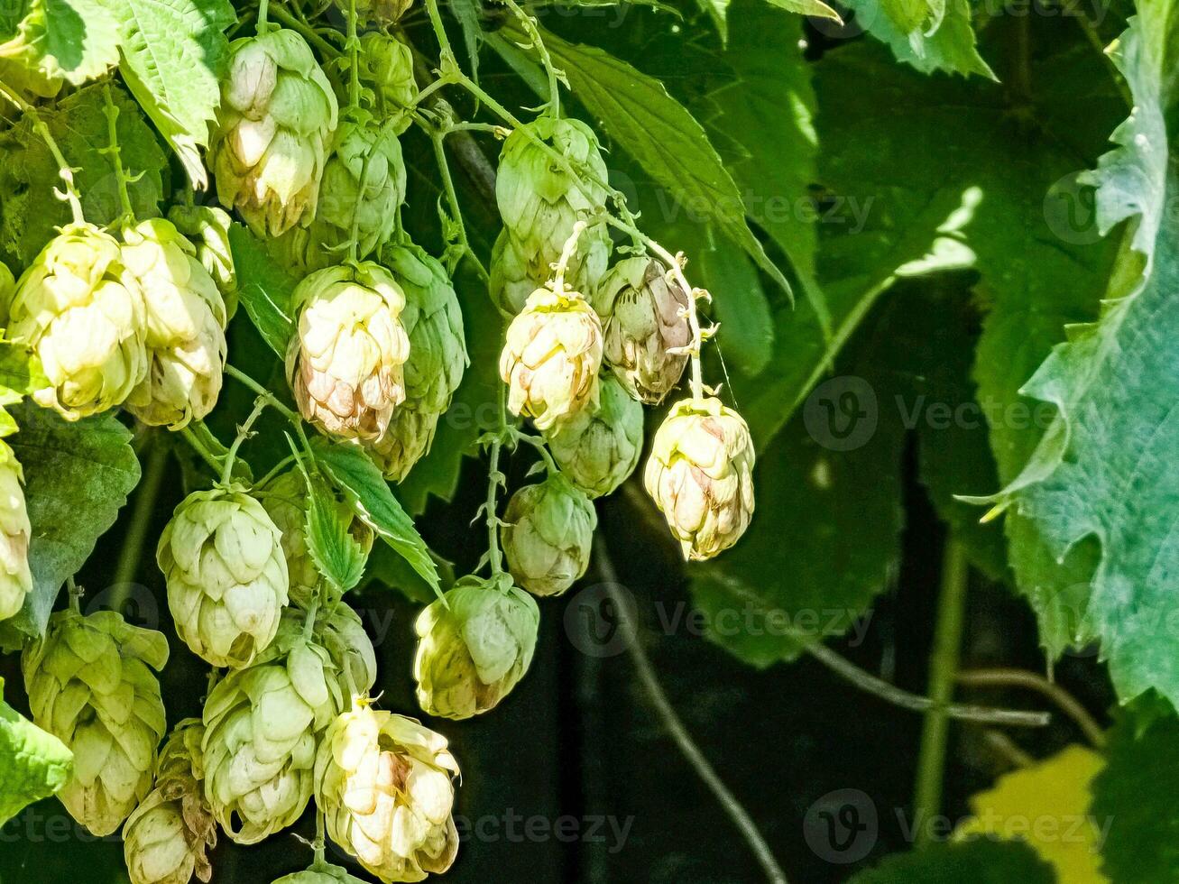 Ripening in autumn of fresh green hop cones on a branch. Used for making beer, bread, in medicine, pharmacology, close-up photo