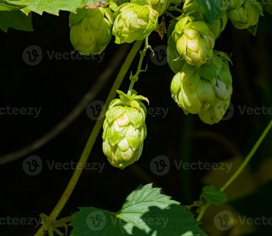 Ripening in autumn of fresh green hop cones on a branch. Used for making beer, bread, in medicine, pharmacology, close-up photo