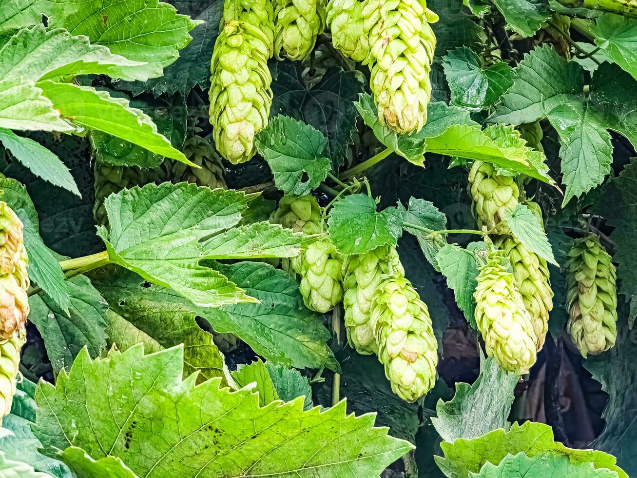 Ripening in autumn of fresh green hop cones on a branch. Used for making beer, bread, in medicine, pharmacology, close-up photo