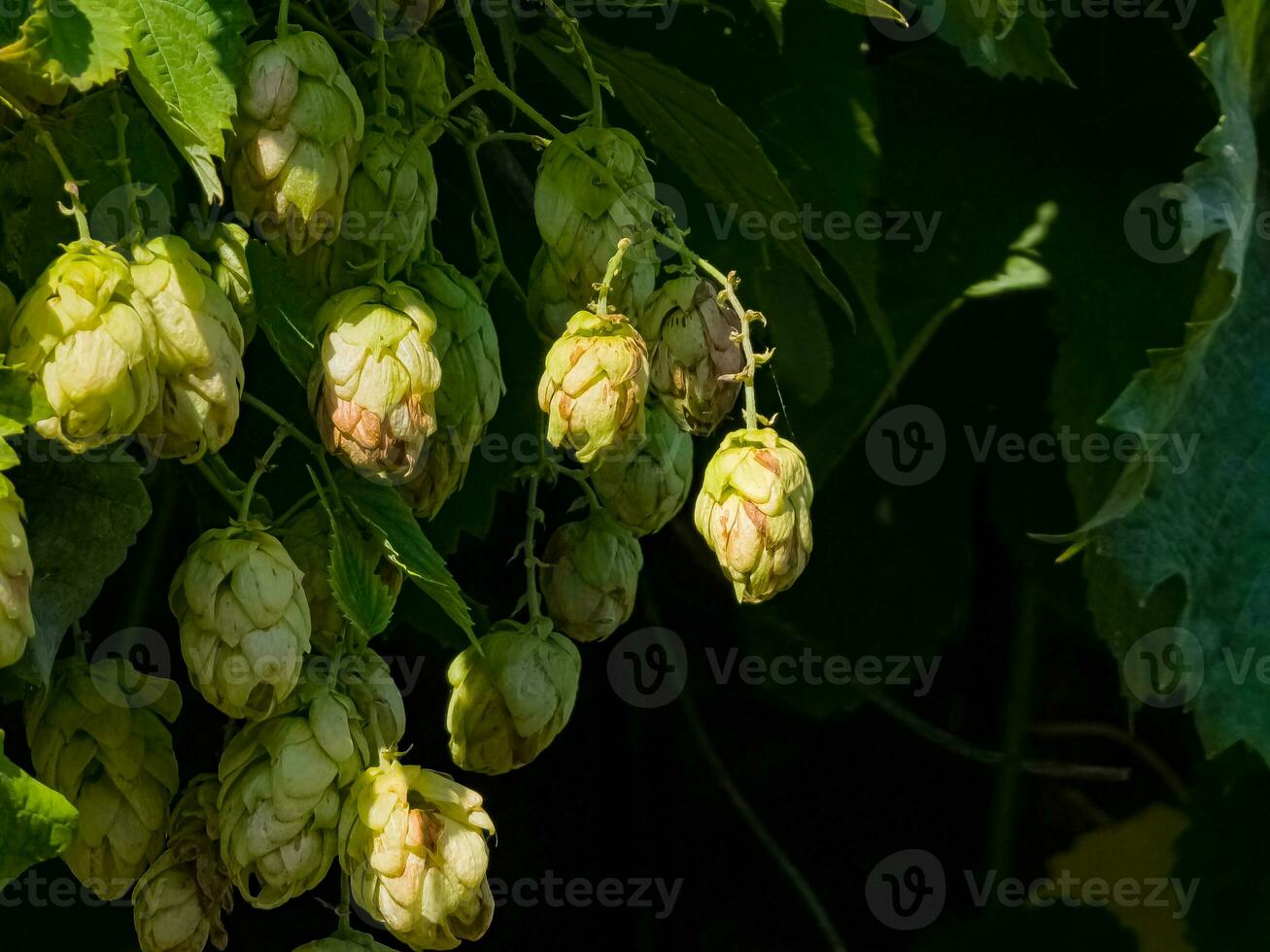 Ripening in autumn of fresh green hop cones on a branch. Used for making beer, bread, in medicine, pharmacology, close-up photo