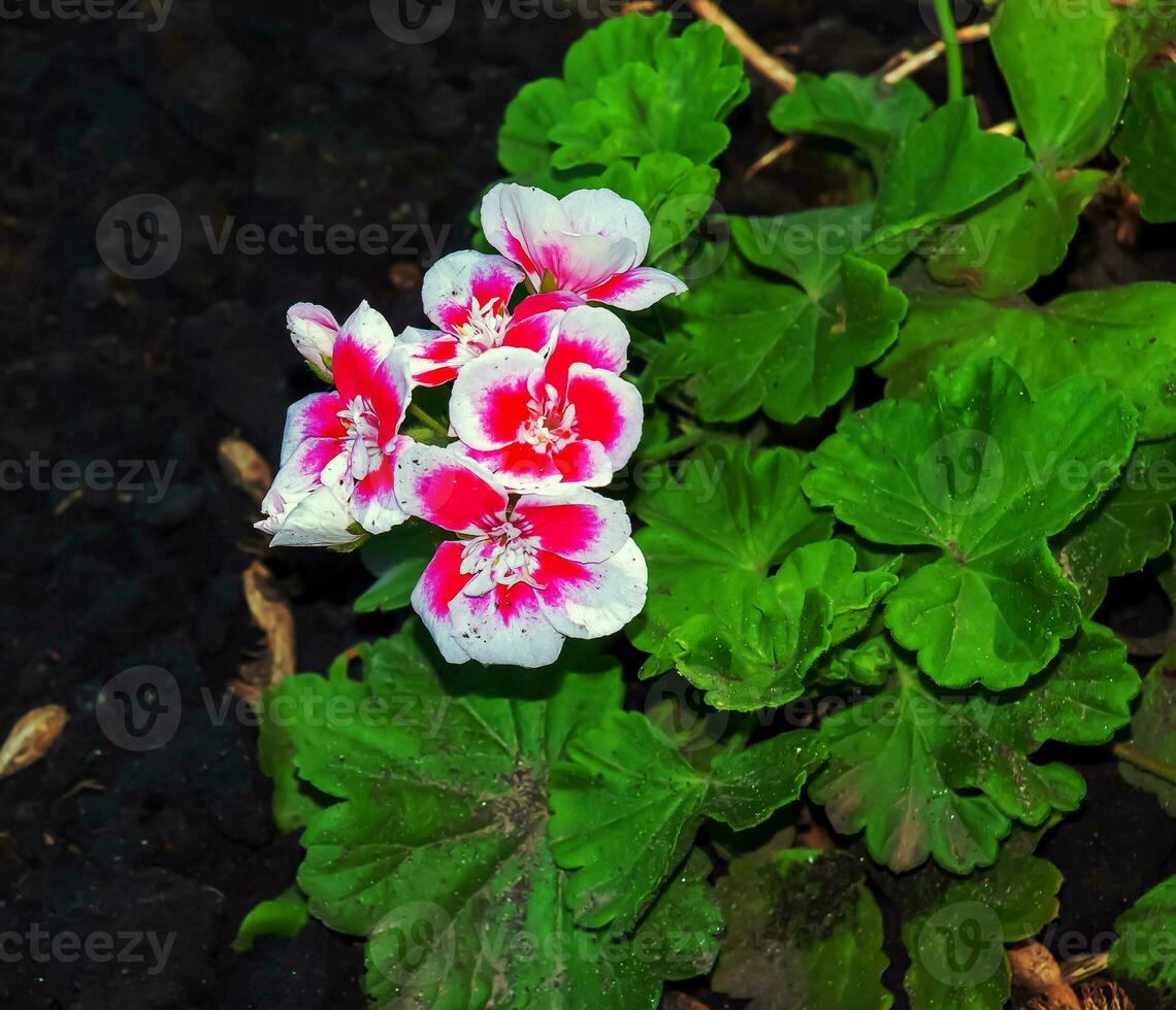 Gorgeous half white and Pink Pelargonium flowers in the garden, selective focus. Closeup Pelargonium flowers. Geranium flowers. photo