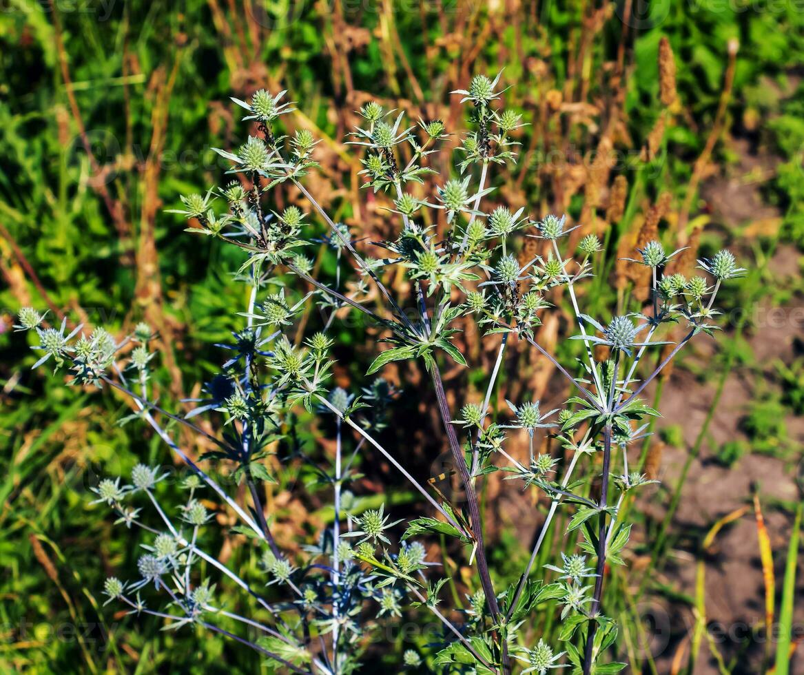 Eryngium campestre is a perennial herb in the family Apiaceae. photo