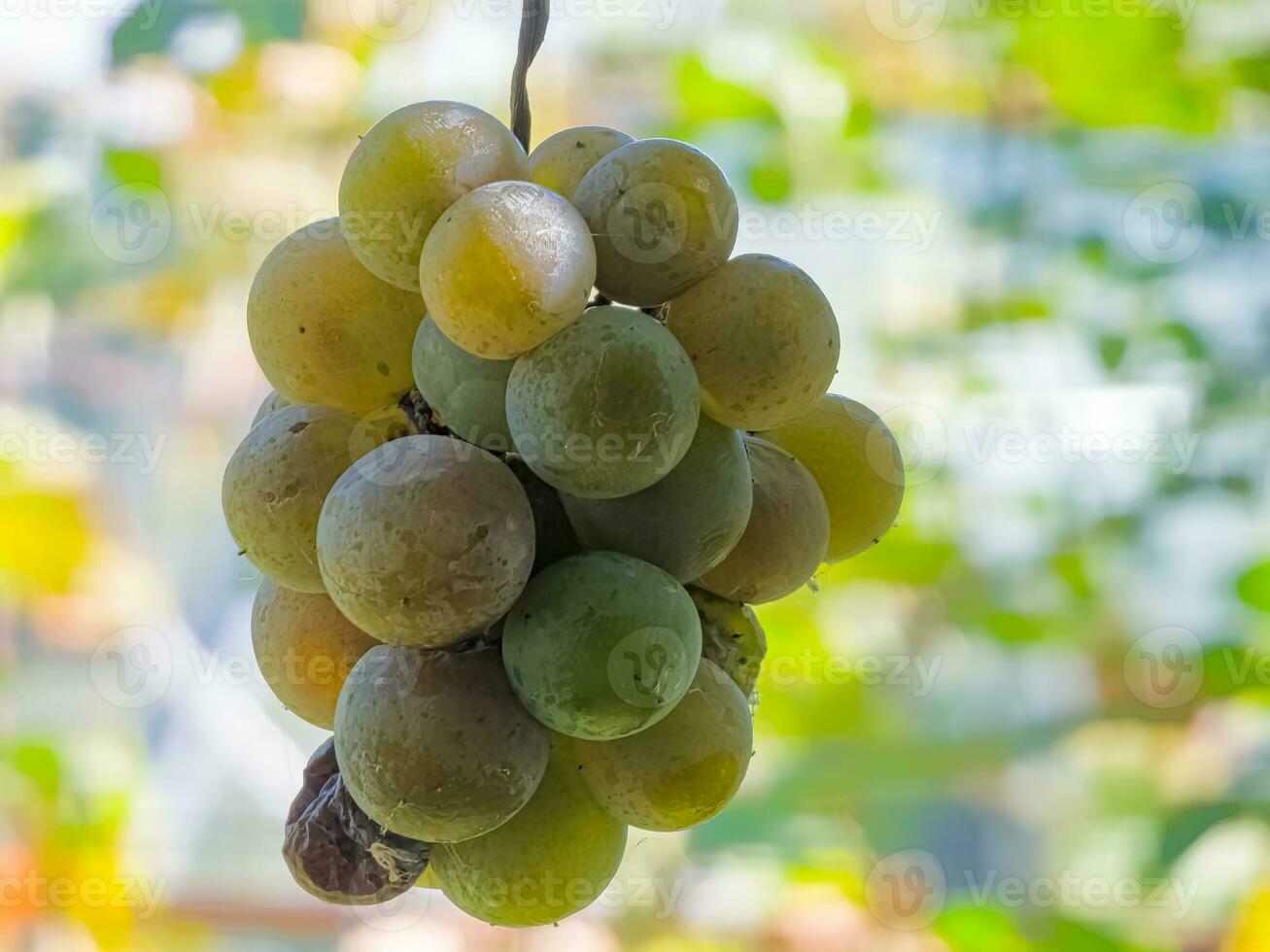 Ripe white muscat wine grapes grow on the bushes. Bunches of wine grapes are ready for harvest. photo