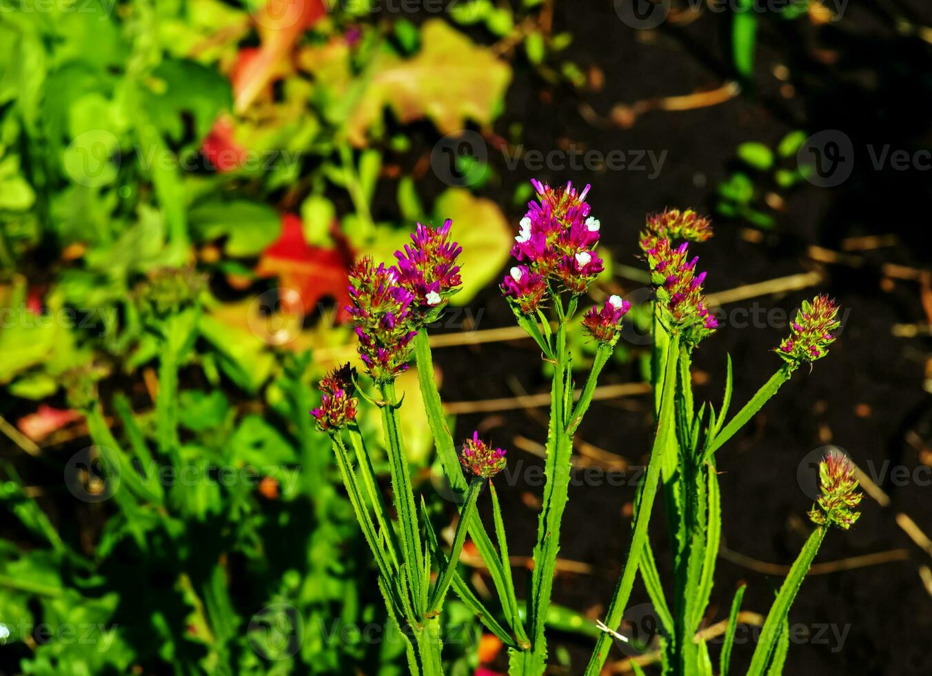 Limonium sinuatum, syn. wavyleaf sea lavender, statice, sea lavender, notch leaf marsh rosemary, sea pink, is a Mediterranean plant species in the family Plumbaginaceae known for its papery flowers. photo