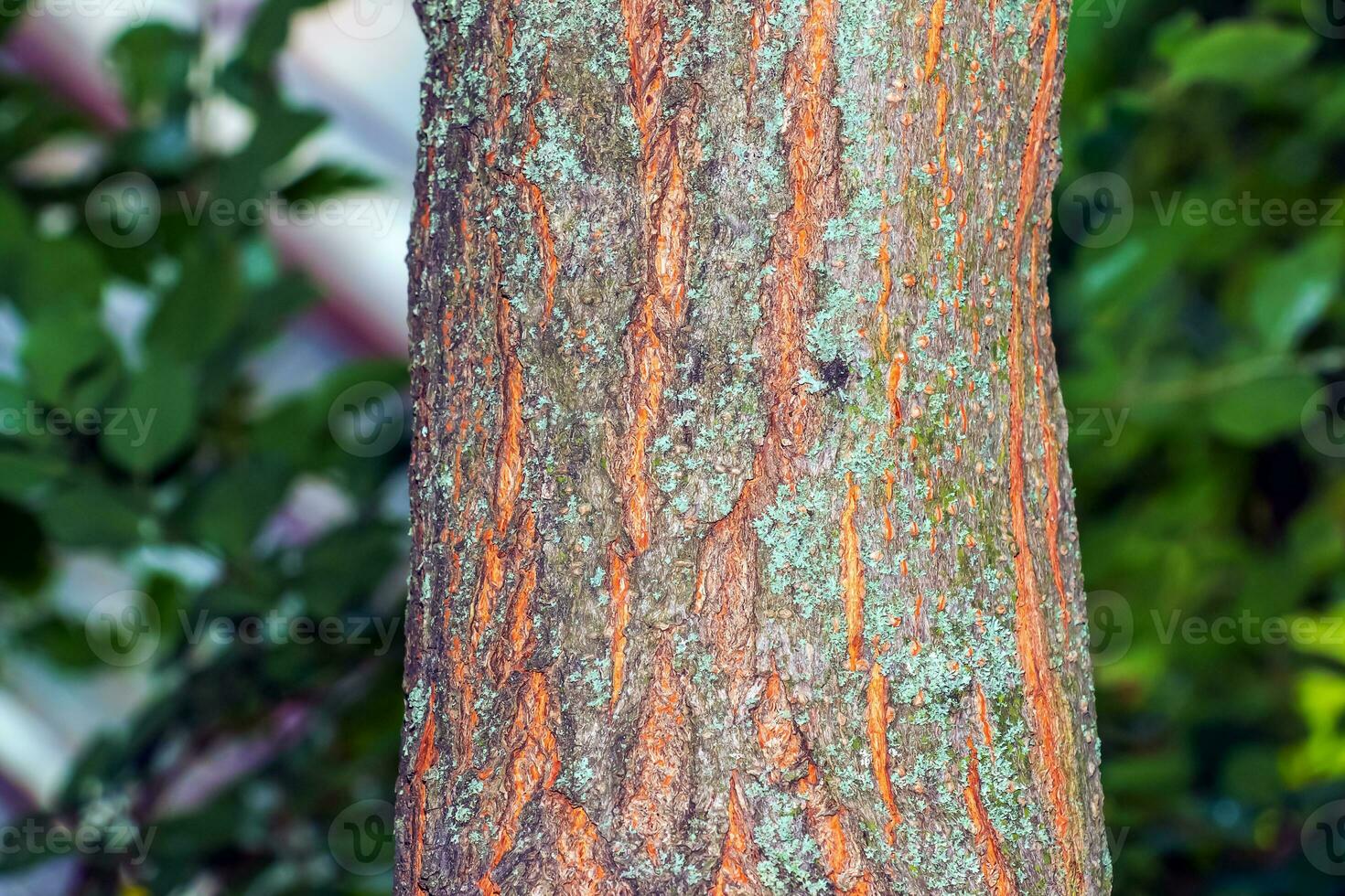 Golden rain tree bark detail Latin name Koelreuteria paniculata 31178926 Stock Photo at Vecteezy