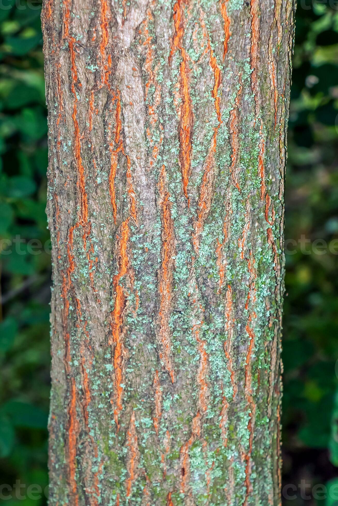 Golden rain tree bark detail Latin name Koelreuteria paniculata