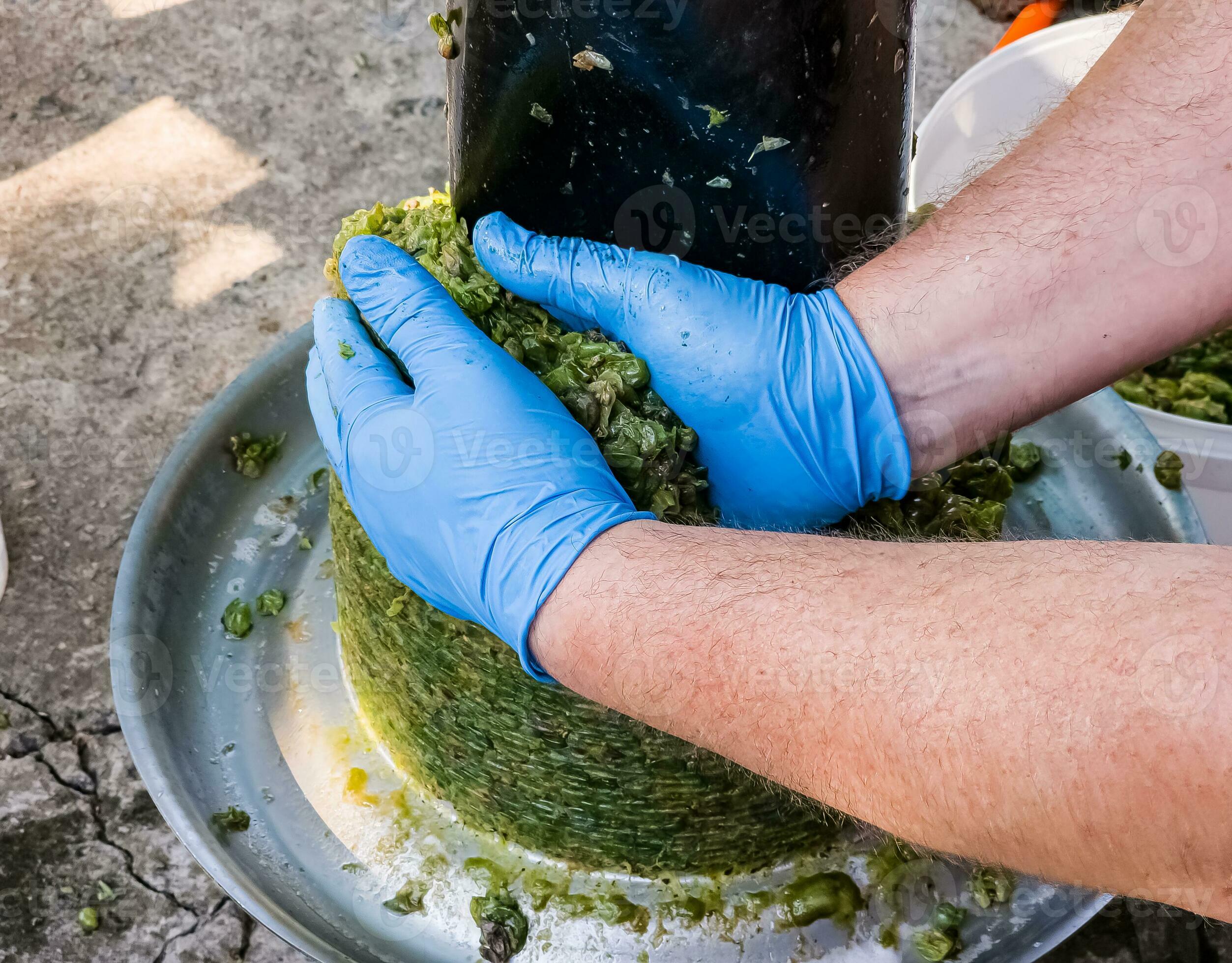 The process of making homemade grape wine. A winemaker collects grape