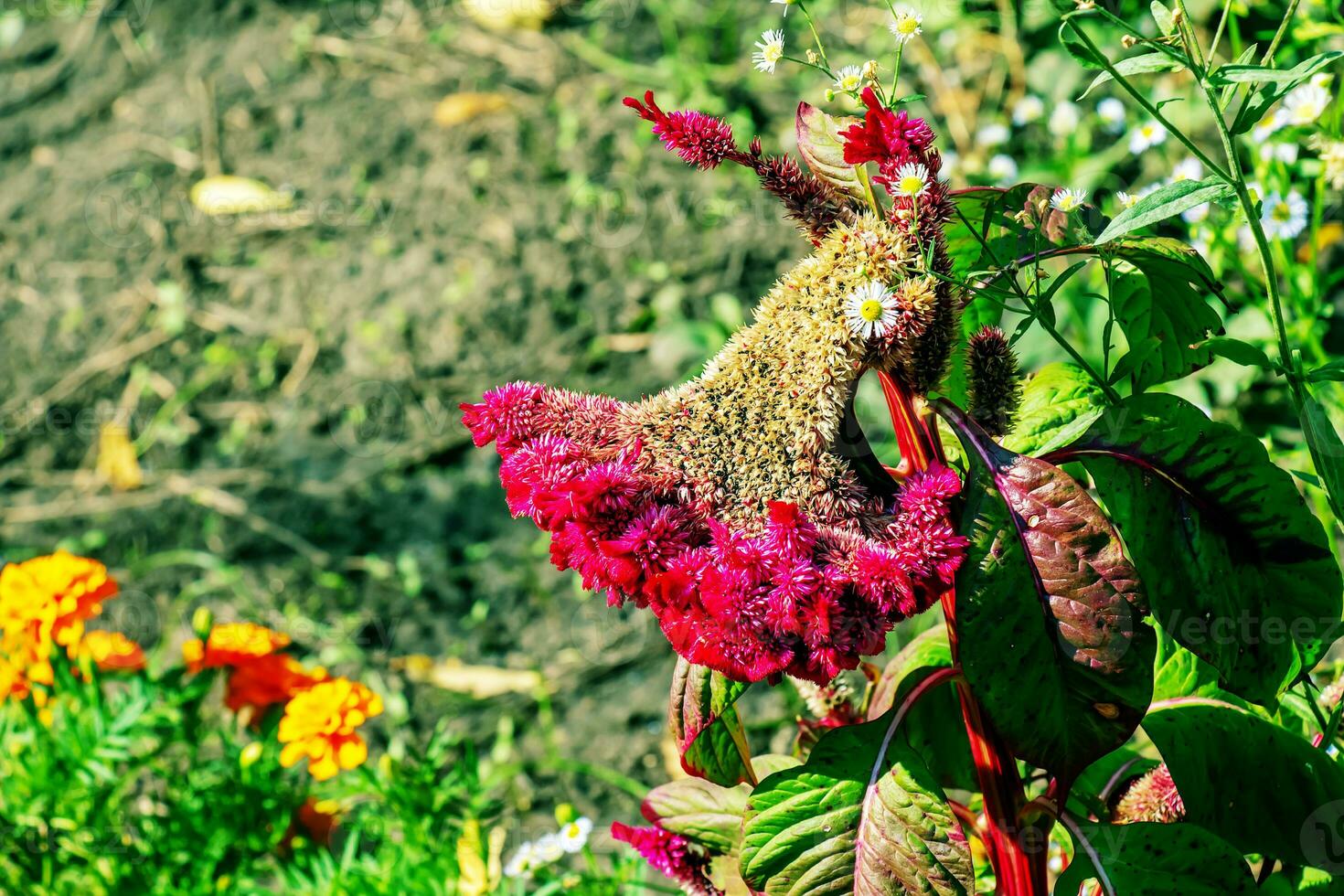 Crested Cockscomb Flower, scientifically known as Celosia argentea cristata have resemblance to a rooster's comb, featuring vibrant, crested, and ruffled blooms that come in a range of colors purple. photo